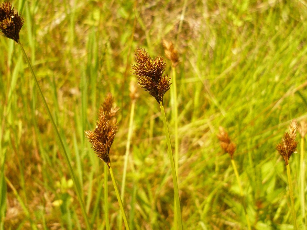 Carex leporina var. leporina (Cyperaceae)